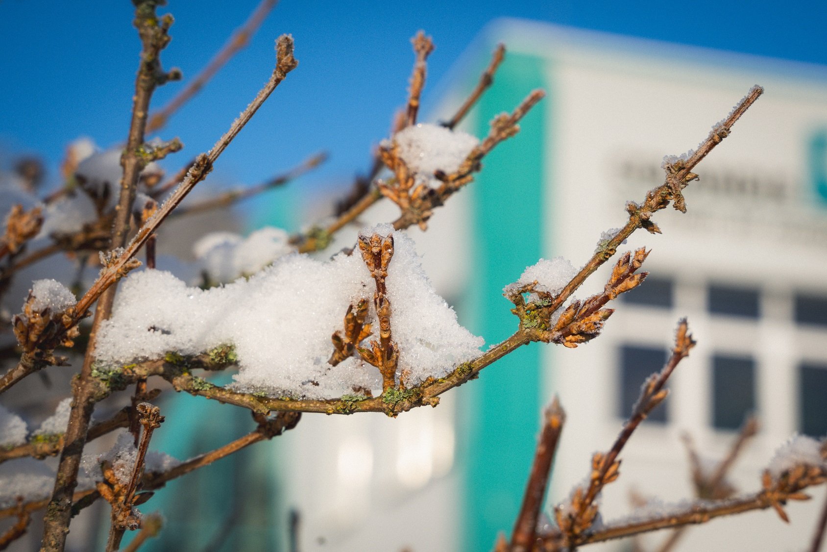 COLANDIS Winter_3